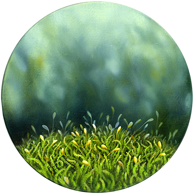 Annette von der Bey, moss on round canvas