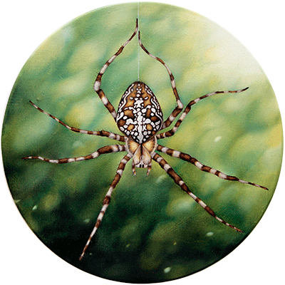 Annette von der Bey, spider