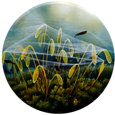 Annette von der Bey, moss with cobwebs