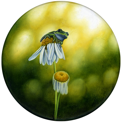 Annette von der Bey, tree frog on daisy