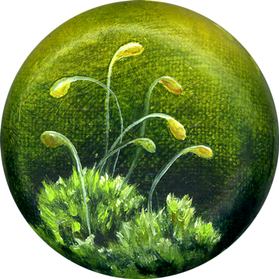 Annette von der Bey, moss