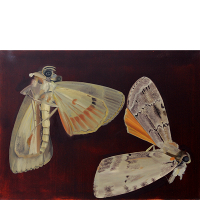 Annette von der Bey, 2 moths on dark background
