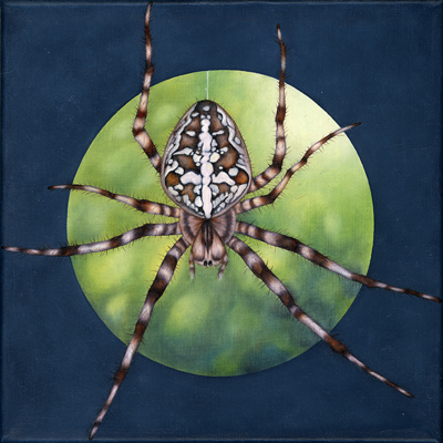 Annette von der Bey, garden spider