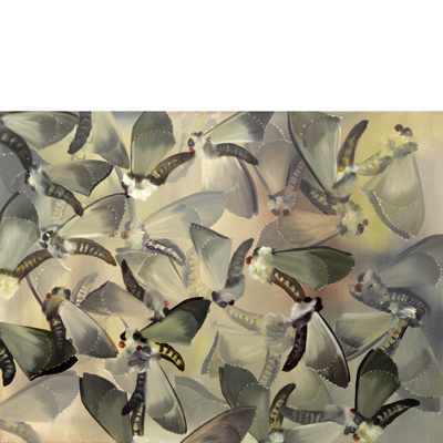 Annette von der Bey, moths on brown background