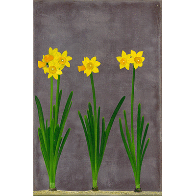 Annette von der Bey, daffodils