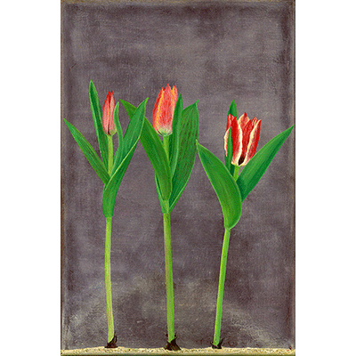 Annette von der Bey, tulips