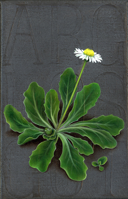 Annette von der Bey, „Tapferes kleines Gänseblümchen“, -brave little daisy-, 2020, 15cm x 10cm, oil on linen