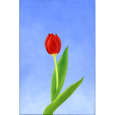 Annette von der Bey, red tulip